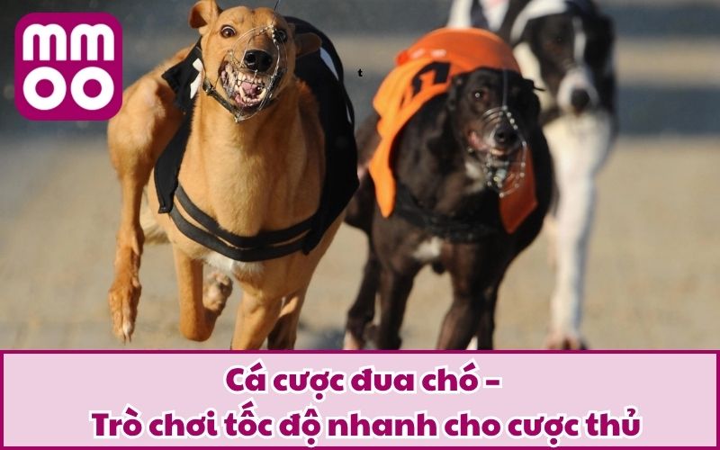 Hình Thức Cá Cược Đua Chó Mới Lạ Và Điều Bạn Cần Biết 2026 - Xevon Hình Thức Cá Cược Đua Chó Mới Lạ Và Điều Bạn Cần Biết 2026 - Xevon