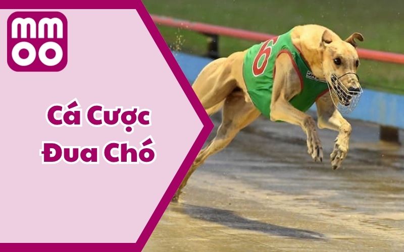 Thể Thao - MMOO - Xevon Thể Thao - MMOO - Xevon