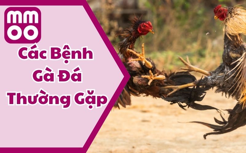 Kiến Thức - MMOO - Xevon Kiến Thức - MMOO - Xevon