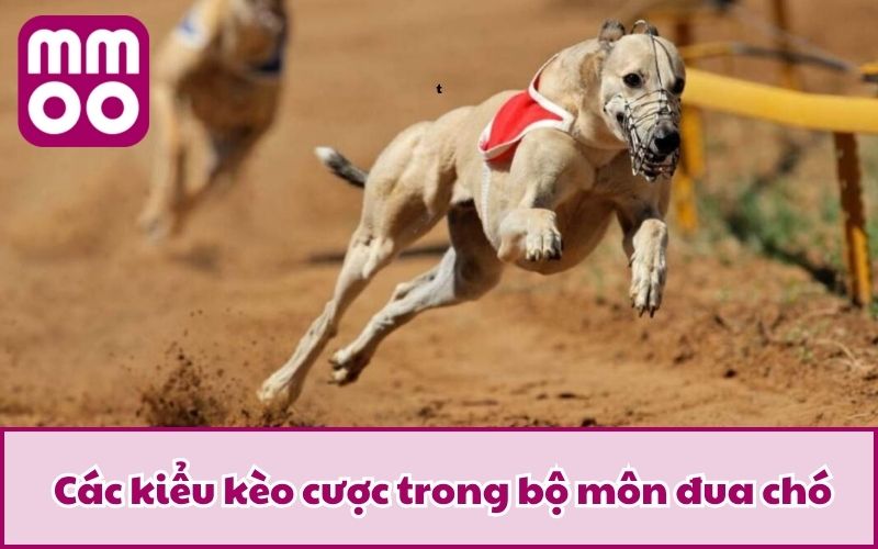 Hình Thức Cá Cược Đua Chó Mới Lạ Và Điều Bạn Cần Biết 2026 - Xevon Hình Thức Cá Cược Đua Chó Mới Lạ Và Điều Bạn Cần Biết 2026 - Xevon