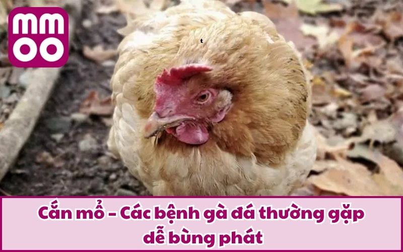 Các Bệnh Gà Đá Thường Gặp Cùng Phương Pháp Phòng & Trị - Xevon Các Bệnh Gà Đá Thường Gặp Cùng Phương Pháp Phòng & Trị - Xevon