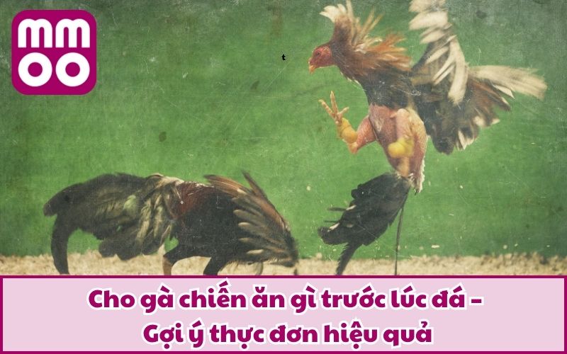 Cho Gà Chiến Ăn Gì Trước Lúc Đá Để Tăng Thể Lực Và Bền Đòn? - Xevon Cho Gà Chiến Ăn Gì Trước Lúc Đá Để Tăng Thể Lực Và Bền Đòn? - Xevon