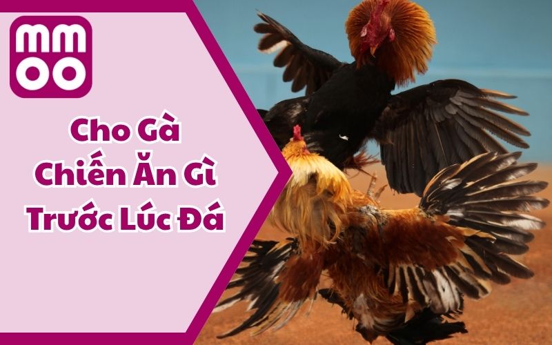 Kiến Thức - MMOO - Xevon Kiến Thức - MMOO - Xevon