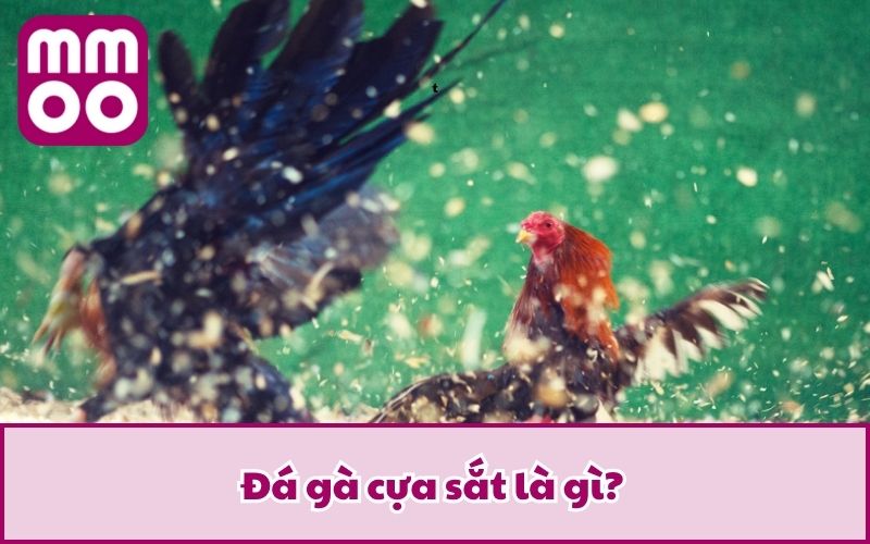 Luật Đá Gà Cựa Sắt 2026 Dễ Hiểu Cho Tân Thủ Từ MMOO - Xevon Luật Đá Gà Cựa Sắt 2026 Dễ Hiểu Cho Tân Thủ Từ MMOO - Xevon