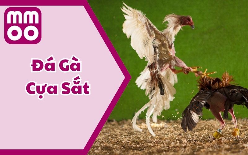 Luật Đá Gà Cựa Sắt 2026 Dễ Hiểu Cho Tân Thủ Từ MMOO - Xevon Luật Đá Gà Cựa Sắt 2026 Dễ Hiểu Cho Tân Thủ Từ MMOO - Xevon