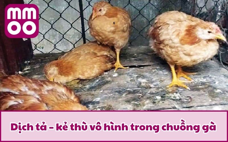 Các Bệnh Gà Đá Thường Gặp Cùng Phương Pháp Phòng & Trị - Xevon Các Bệnh Gà Đá Thường Gặp Cùng Phương Pháp Phòng & Trị - Xevon