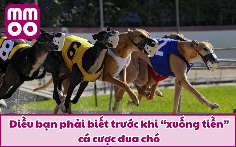 Hình Thức Cá Cược Đua Chó Mới Lạ Và Điều Bạn Cần Biết 2026 - Xevon Hình Thức Cá Cược Đua Chó Mới Lạ Và Điều Bạn Cần Biết 2026 - Xevon