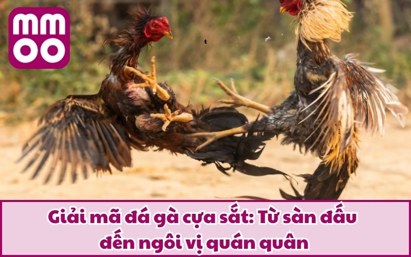 Luật Đá Gà Cựa Sắt 2026 Dễ Hiểu Cho Tân Thủ Từ MMOO - Xevon Luật Đá Gà Cựa Sắt 2026 Dễ Hiểu Cho Tân Thủ Từ MMOO - Xevon