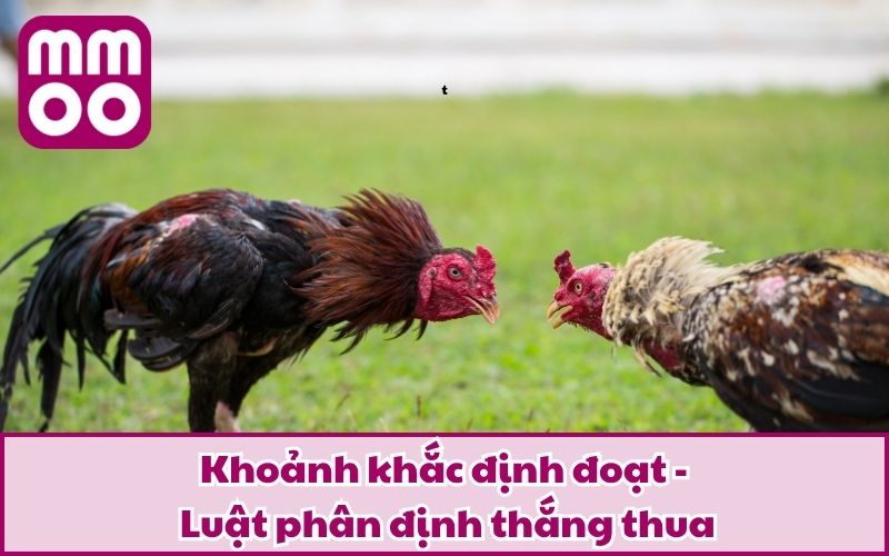 Luật Đá Gà Cựa Sắt 2026 Dễ Hiểu Cho Tân Thủ Từ MMOO - Xevon Luật Đá Gà Cựa Sắt 2026 Dễ Hiểu Cho Tân Thủ Từ MMOO - Xevon