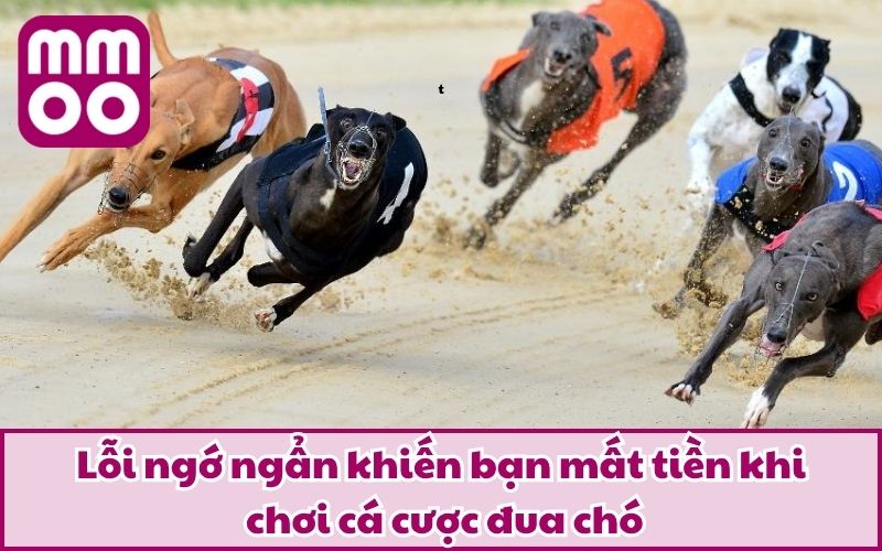 Hình Thức Cá Cược Đua Chó Mới Lạ Và Điều Bạn Cần Biết 2026 - Xevon Hình Thức Cá Cược Đua Chó Mới Lạ Và Điều Bạn Cần Biết 2026 - Xevon