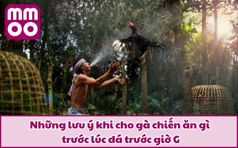 Cho Gà Chiến Ăn Gì Trước Lúc Đá Để Tăng Thể Lực Và Bền Đòn? - Xevon Cho Gà Chiến Ăn Gì Trước Lúc Đá Để Tăng Thể Lực Và Bền Đòn? - Xevon
