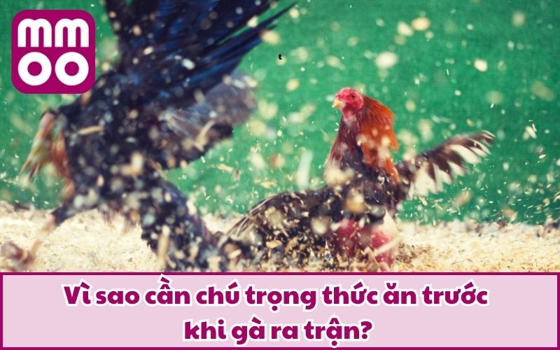 Cho Gà Chiến Ăn Gì Trước Lúc Đá Để Tăng Thể Lực Và Bền Đòn? - Xevon Cho Gà Chiến Ăn Gì Trước Lúc Đá Để Tăng Thể Lực Và Bền Đòn? - Xevon