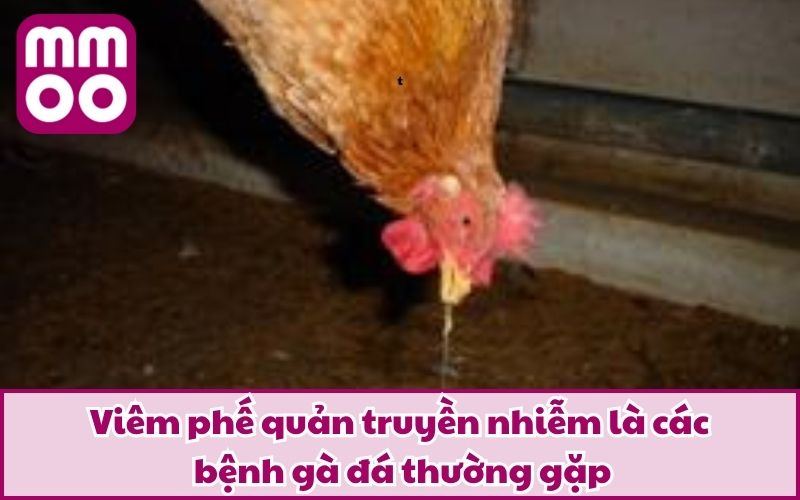 Các Bệnh Gà Đá Thường Gặp Cùng Phương Pháp Phòng & Trị - Xevon Các Bệnh Gà Đá Thường Gặp Cùng Phương Pháp Phòng & Trị - Xevon